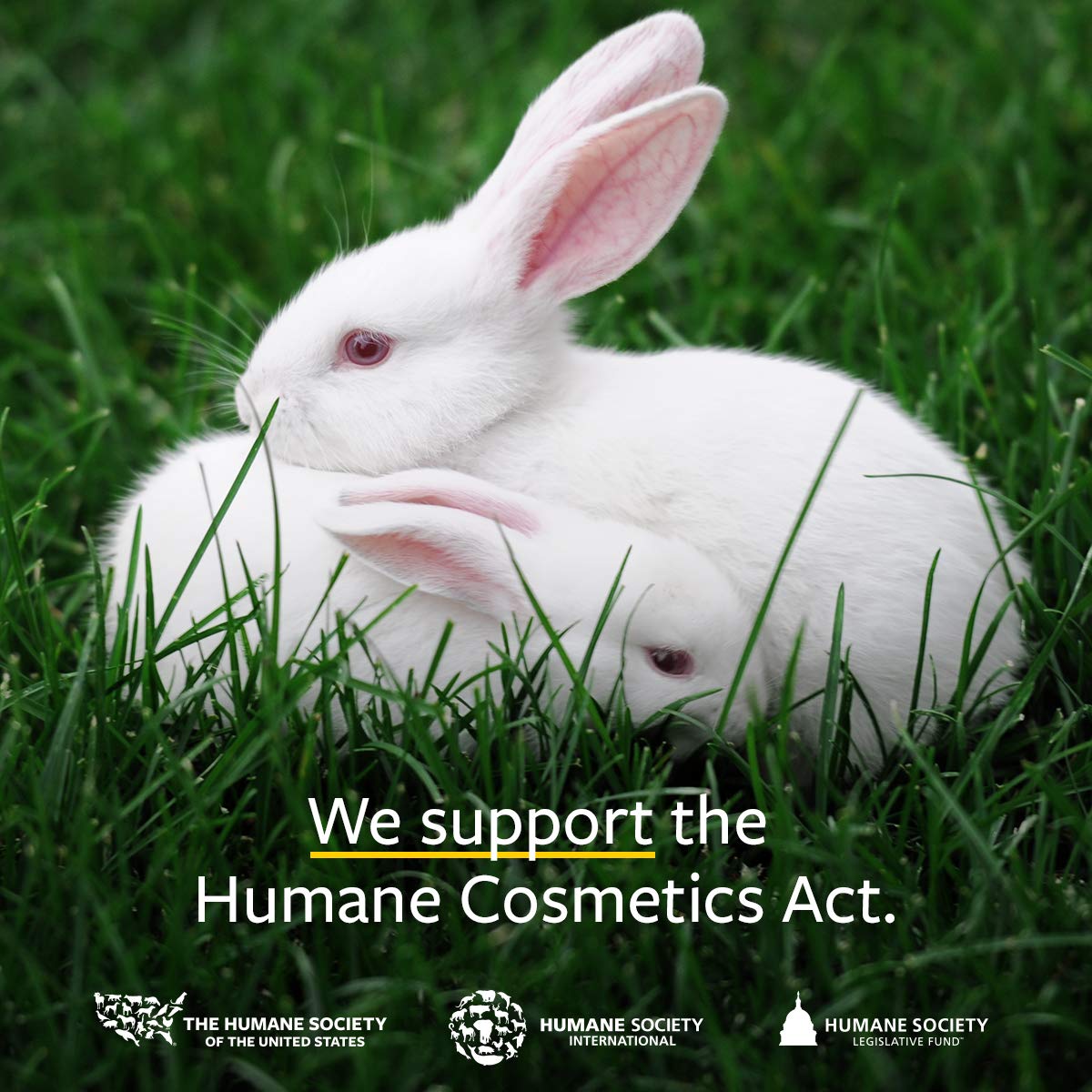 US Organic 100% Pure Peppermint Essential Oil - USDA Certified Organic - 30 ml Pack of 2 - w/Improved caps and droppers (More Size Variations Available)