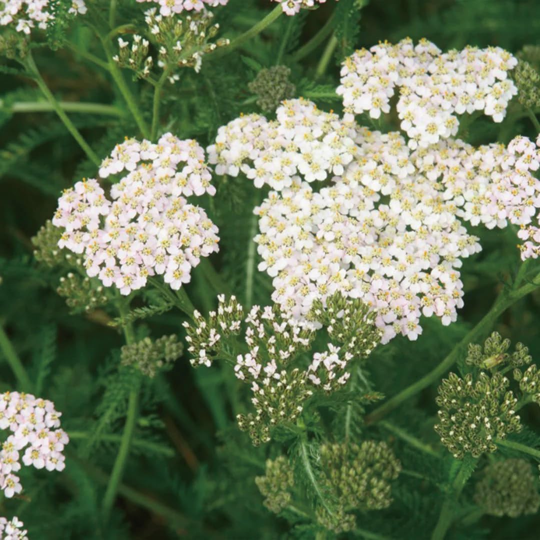 Aromatics International Yarrow Hydrosol 100ml | Herbal Aromatic Mist for Everyday Use